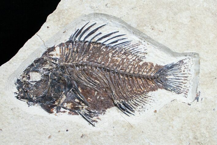 Priscacara Fossil Fish - Wyoming #7524